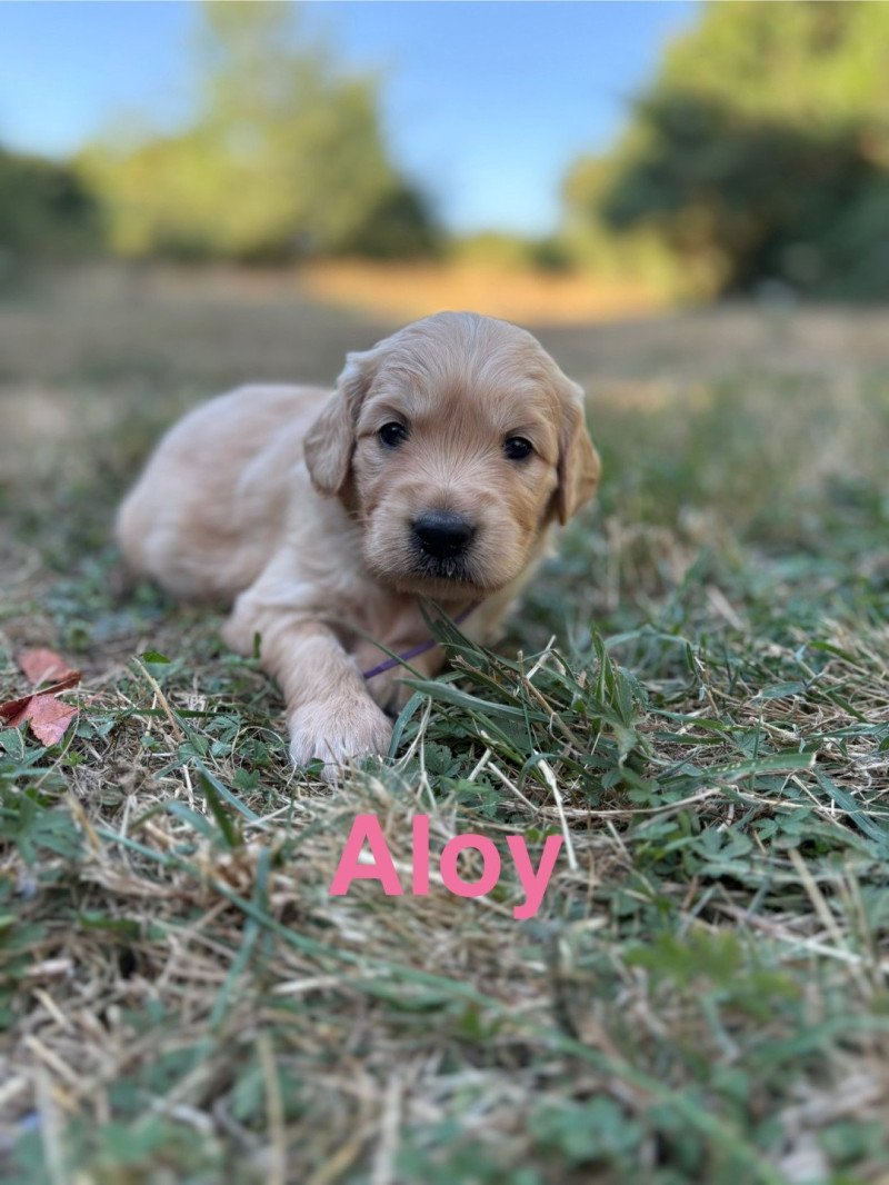 Aloy Des Bisous Fous Femelle Golden retriever