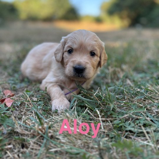 Altesse Des Bisous Fous Femelle Golden retriever