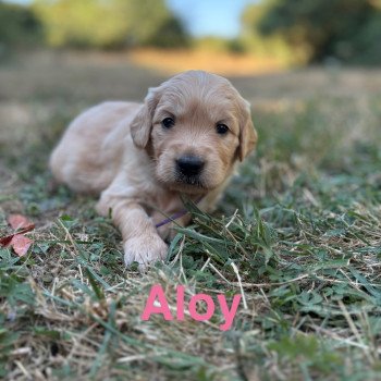 chiot Golden retriever Fauve orangée Aloy Elevage des Bisous Fous chiot Golden retriever Fauve orangée Aloy Elevage des Bisous Fous