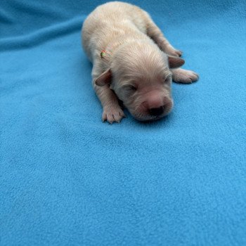 chiot Golden retriever Apéro Elevage des Bisous Fous chiot Golden retriever Apéro Elevage des Bisous Fous