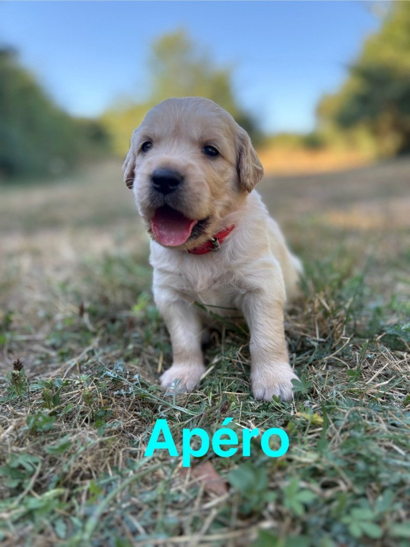 Apéro Des Bisous Fous Mâle Golden retriever
