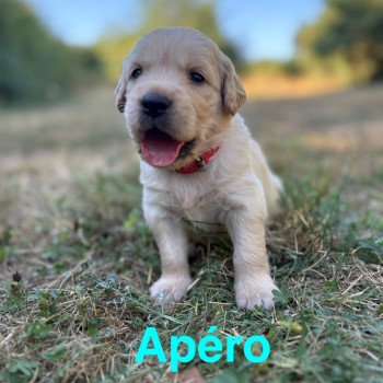 chiot Golden retriever Sable Apéro Elevage des Bisous Fous chiot Golden retriever Sable Apéro Elevage des Bisous Fous