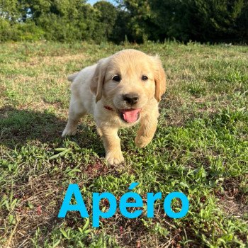chiot Golden retriever Sable Apéro Elevage des Bisous Fous chiot Golden retriever Sable Apéro Elevage des Bisous Fous