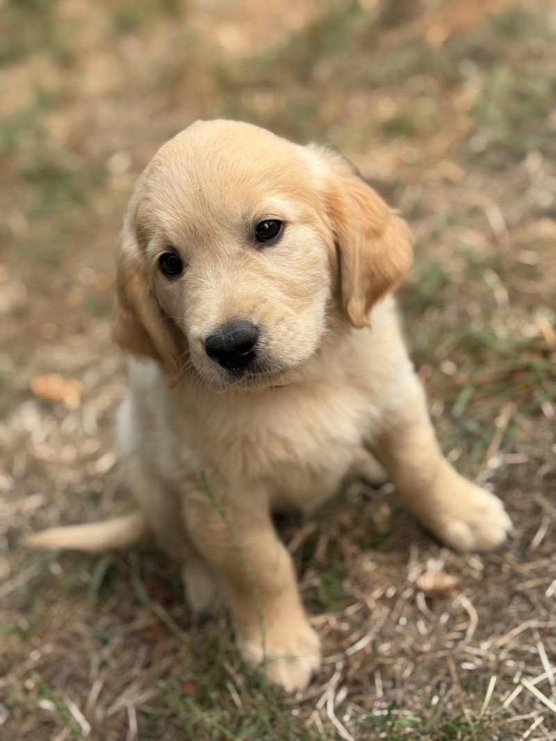 Arlo Des Bisous Fous Mâle Golden retriever