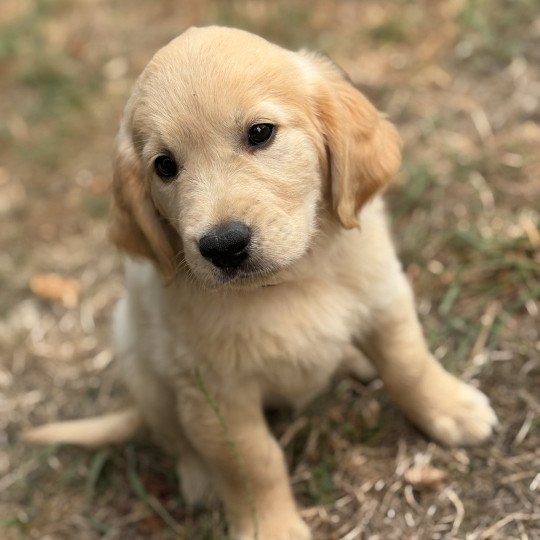 Arlo Des Bisous Fous Mâle Golden retriever