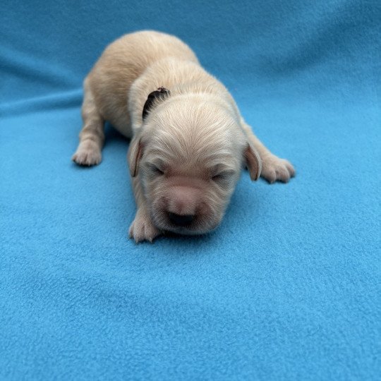chiot Golden retriever Arès Elevage des Bisous Fous