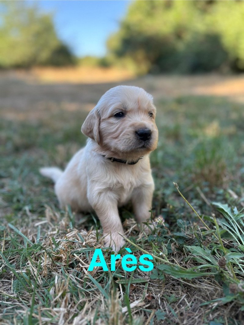 Arès Des Bisous Fous Mâle Golden retriever