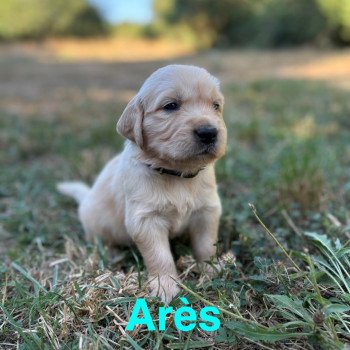 chiot Golden retriever Sable Arès Elevage des Bisous Fous chiot Golden retriever Sable Arès Elevage des Bisous Fous