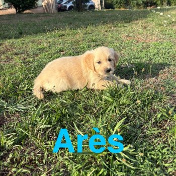 chiot Golden retriever Sable Arès Elevage des Bisous Fous chiot Golden retriever Sable Arès Elevage des Bisous Fous
