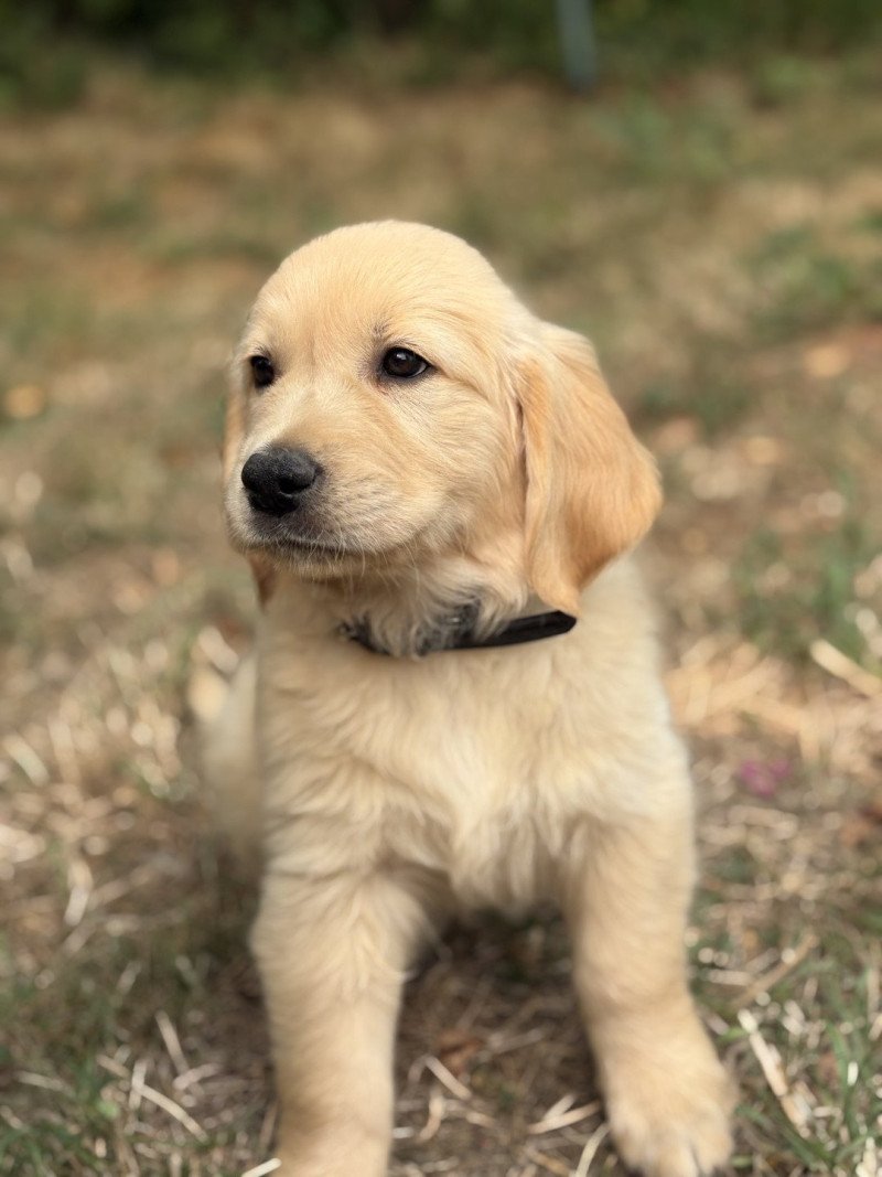 Arès Des Bisous Fous Mâle Golden retriever