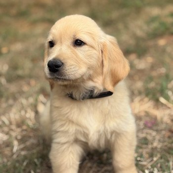 chiot Golden retriever Sable Arès Elevage des Bisous Fous chiot Golden retriever Sable Arès Elevage des Bisous Fous
