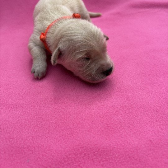 chiot Golden retriever Arizona Elevage des Bisous Fous