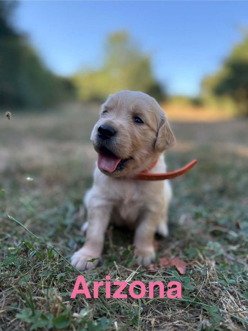 Arizona Des Bisous Fous Femelle Golden retriever