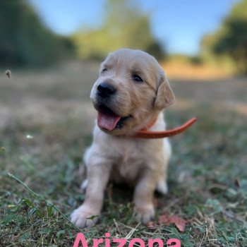 chiot Golden retriever Sable Arizona Elevage des Bisous Fous chiot Golden retriever Sable Arizona Elevage des Bisous Fous