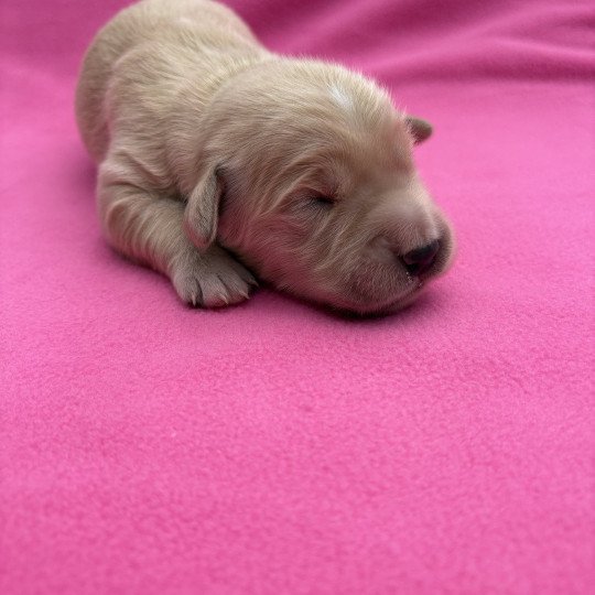 chiot Golden retriever Arya Elevage des Bisous Fous