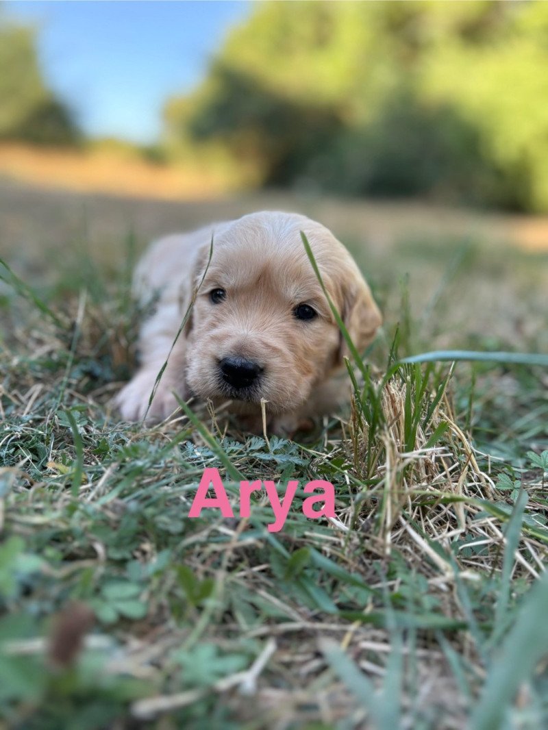 Arya Des Bisous Fous Femelle Golden retriever