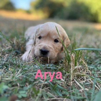 chiot Golden retriever Fauve claire Arya Elevage des Bisous Fous chiot Golden retriever Fauve claire Arya Elevage des Bisous Fous