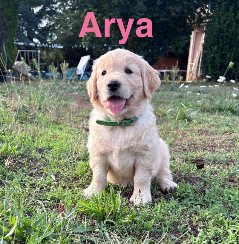 Arya Des Bisous Fous Femelle Golden retriever