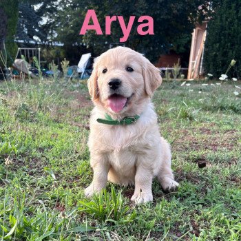 chiot Golden retriever Fauve claire Arya Elevage des Bisous Fous chiot Golden retriever Fauve claire Arya Elevage des Bisous Fous