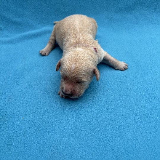 chiot Golden retriever Athos Elevage des Bisous Fous