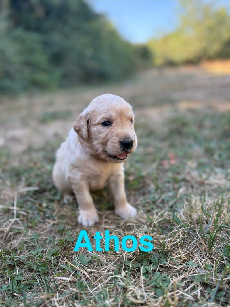Athos Des Bisous Fous Mâle Golden retriever