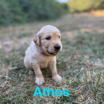 chiot Golden retriever Fauve clair Athos Elevage des Bisous Fous chiot Golden retriever Fauve clair Athos Elevage des Bisous Fous