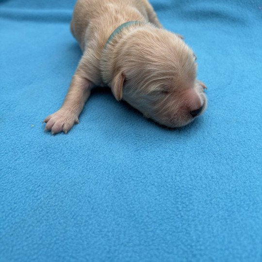 chiot Golden retriever Atlas Elevage des Bisous Fous