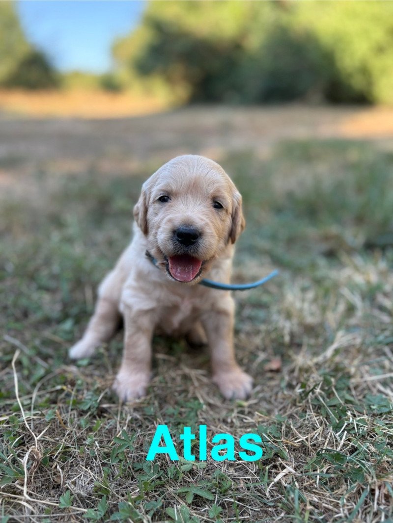 Atlas Des Bisous Fous Mâle Golden retriever
