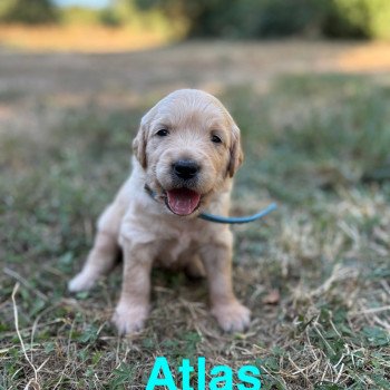 chiot Golden retriever Fauve orangé Atlas Elevage des Bisous Fous chiot Golden retriever Fauve orangé Atlas Elevage des Bisous Fous