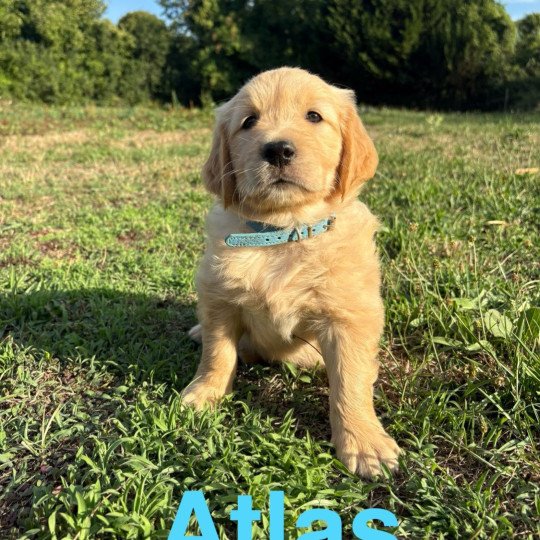 chiot Golden retriever Fauve orangé Atlas Elevage des Bisous Fous