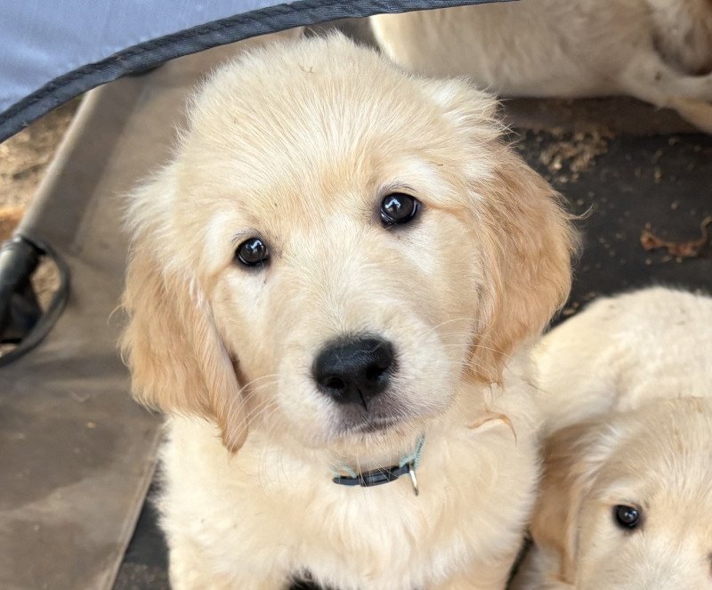 Atlas Des Bisous Fous Mâle Golden retriever