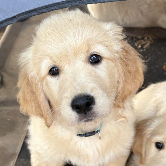 Atlas Des Bisous Fous Mâle Golden retriever