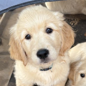 chiot Golden retriever Fauve orangé Atlas Elevage des Bisous Fous chiot Golden retriever Fauve orangé Atlas Elevage des Bisous Fous