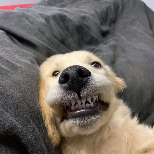 chiot Golden retriever Fauve orangé Atlas Elevage des Bisous Fous