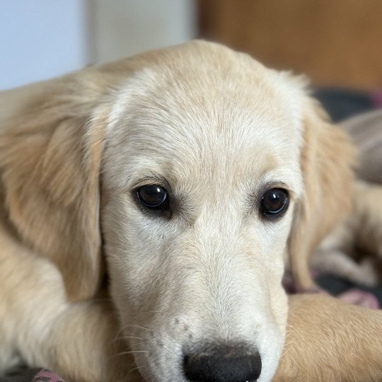 Atlas Des Bisous Fous Mâle Golden retriever