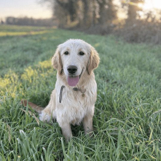 Atlas Des Bisous Fous Mâle Golden retriever
