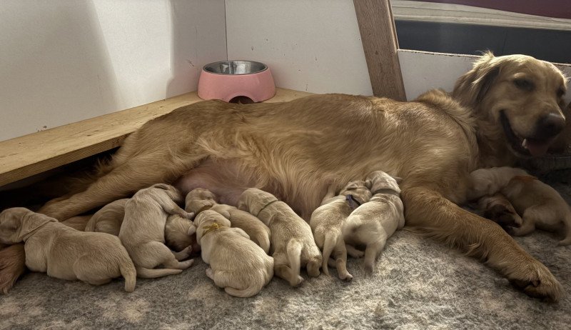 Bagherra Des Bisous Fous Femelle Golden retriever