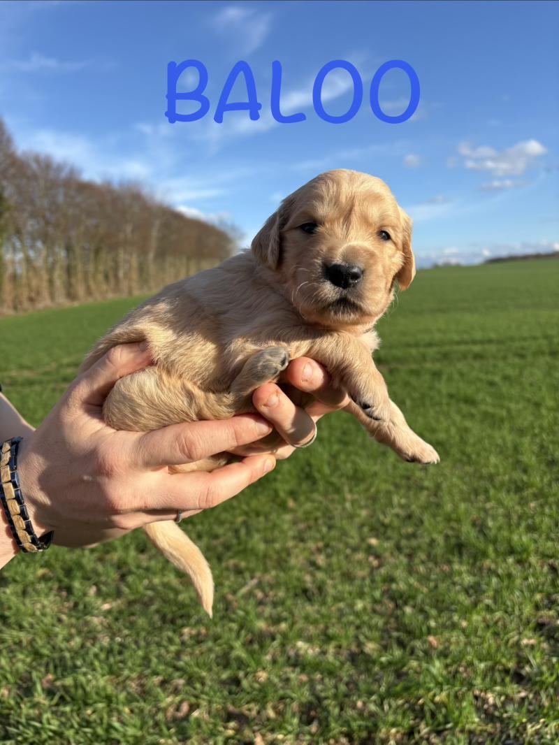 Baloo Des Bisous Fous Mâle Golden retriever