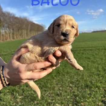 chiot Golden retriever Baloo Elevage des Bisous Fous