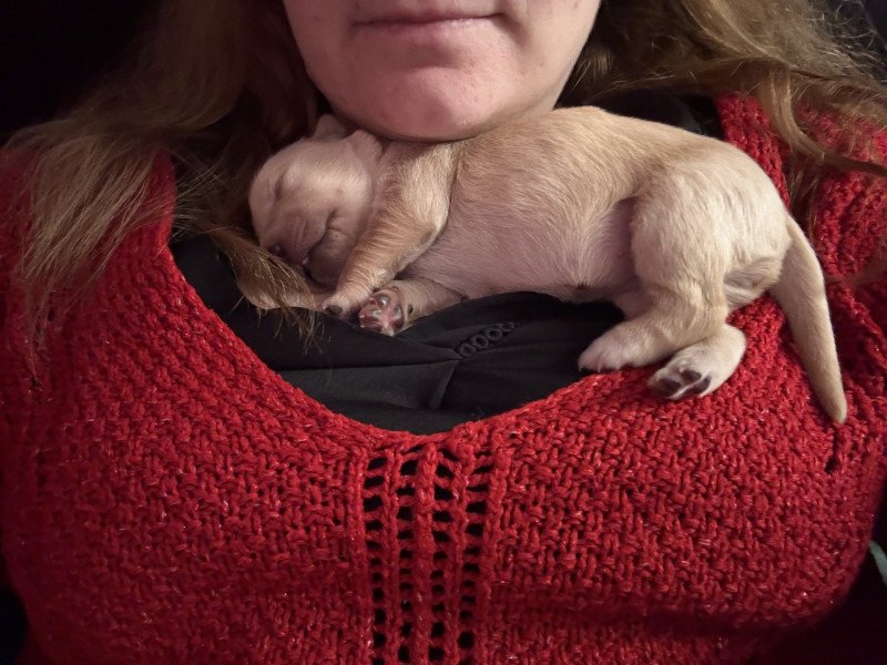 Bulle Des Bisous Fous Femelle Golden retriever