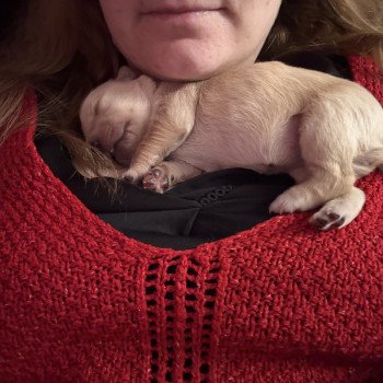 chiot Golden retriever Banzaï Elevage des Bisous Fous