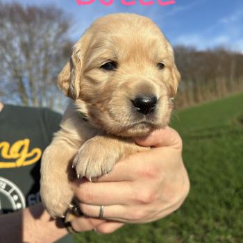 chiot Golden retriever Bulle Elevage des Bisous Fous