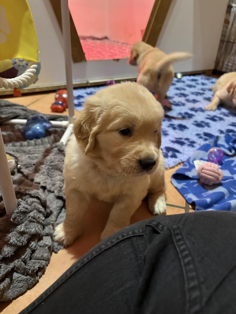 Bulle Des Bisous Fous Femelle Golden retriever