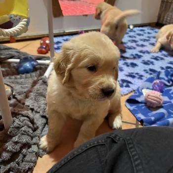 chiot Golden retriever Bulle Elevage des Bisous Fous