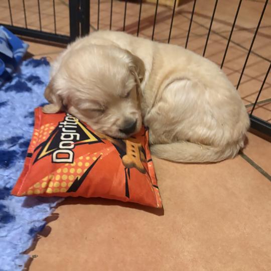 chiot Golden retriever Bulle Elevage des Bisous Fous