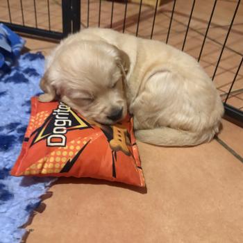 chiot Golden retriever Bulle Elevage des Bisous Fous