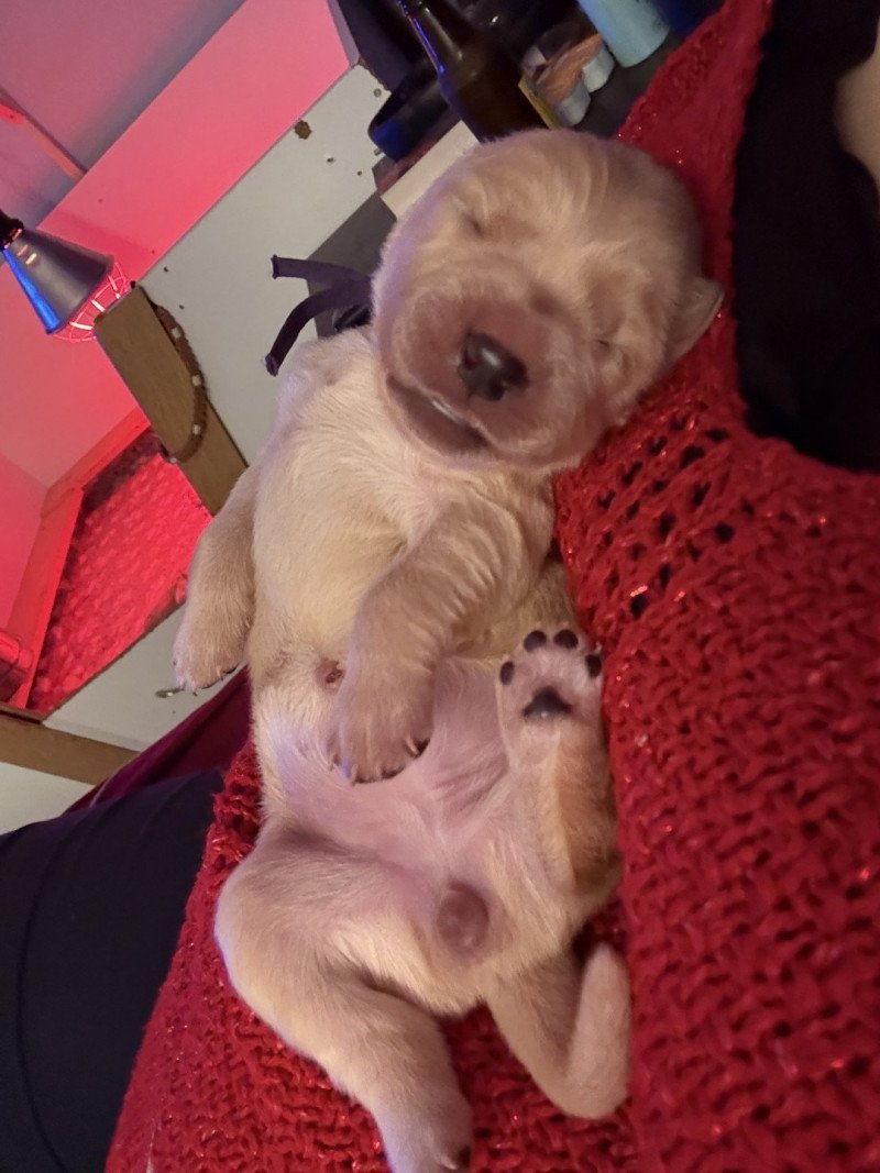 Betty boop Des Bisous Fous Femelle Golden retriever