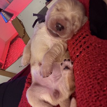 chiot Golden retriever Betty boop Elevage des Bisous Fous