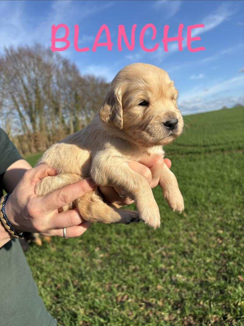 Blanche neige Des Bisous Fous Femelle Golden retriever