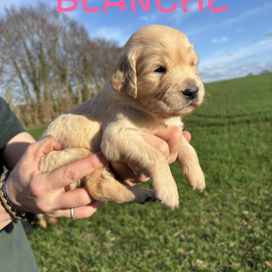 Blanche neige Des Bisous Fous Femelle Golden retriever